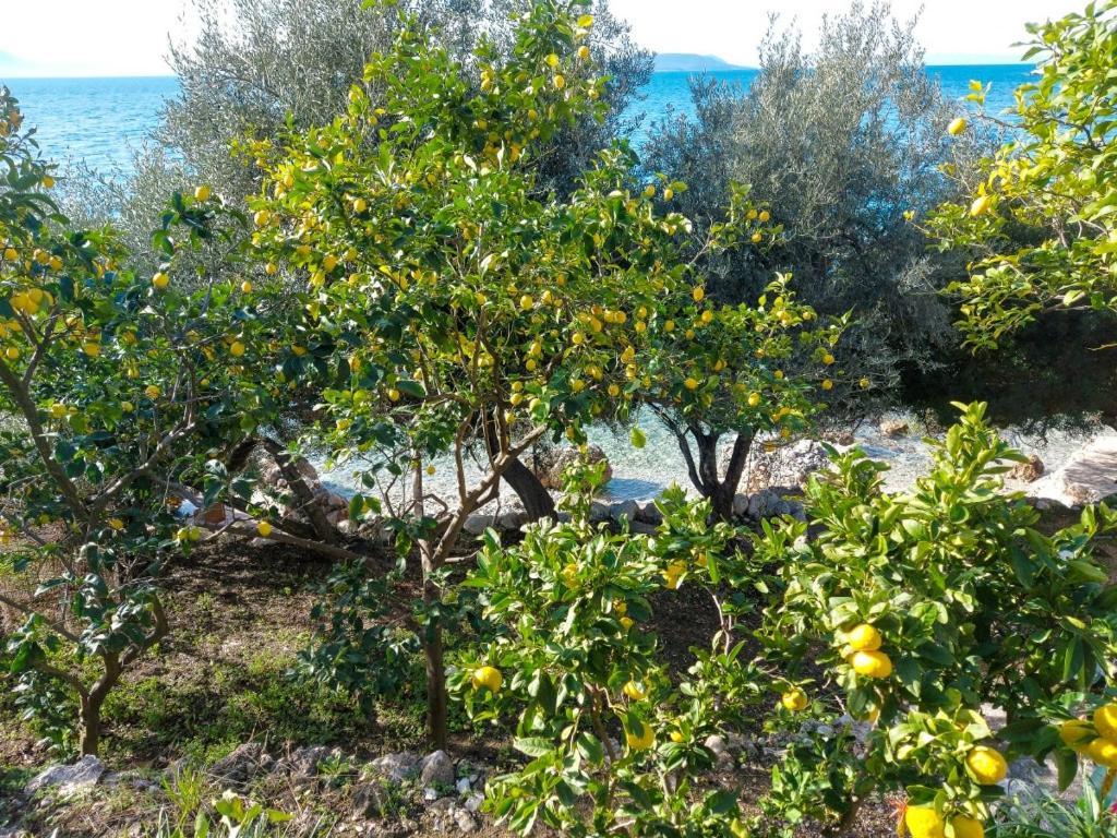 Lemon Tree Apartament Podaca